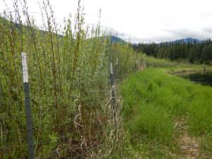 Streamside revegetation efforts in the Bull River continue